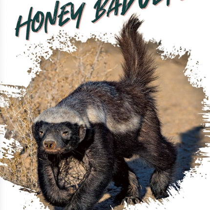 Honey Badgers