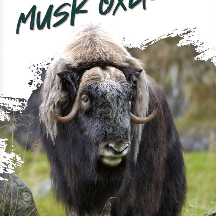 Musk Oxen