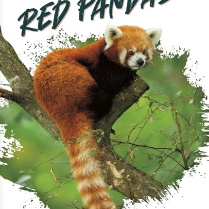 Red Pandas