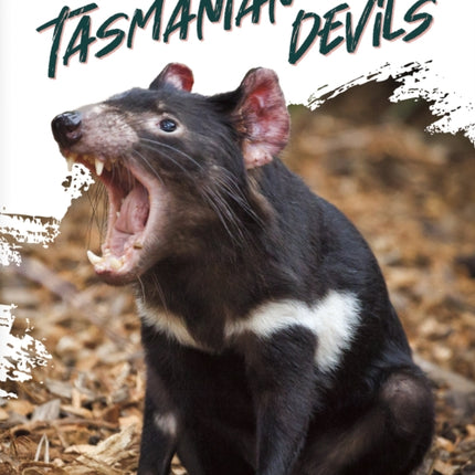 Tasmanian Devils